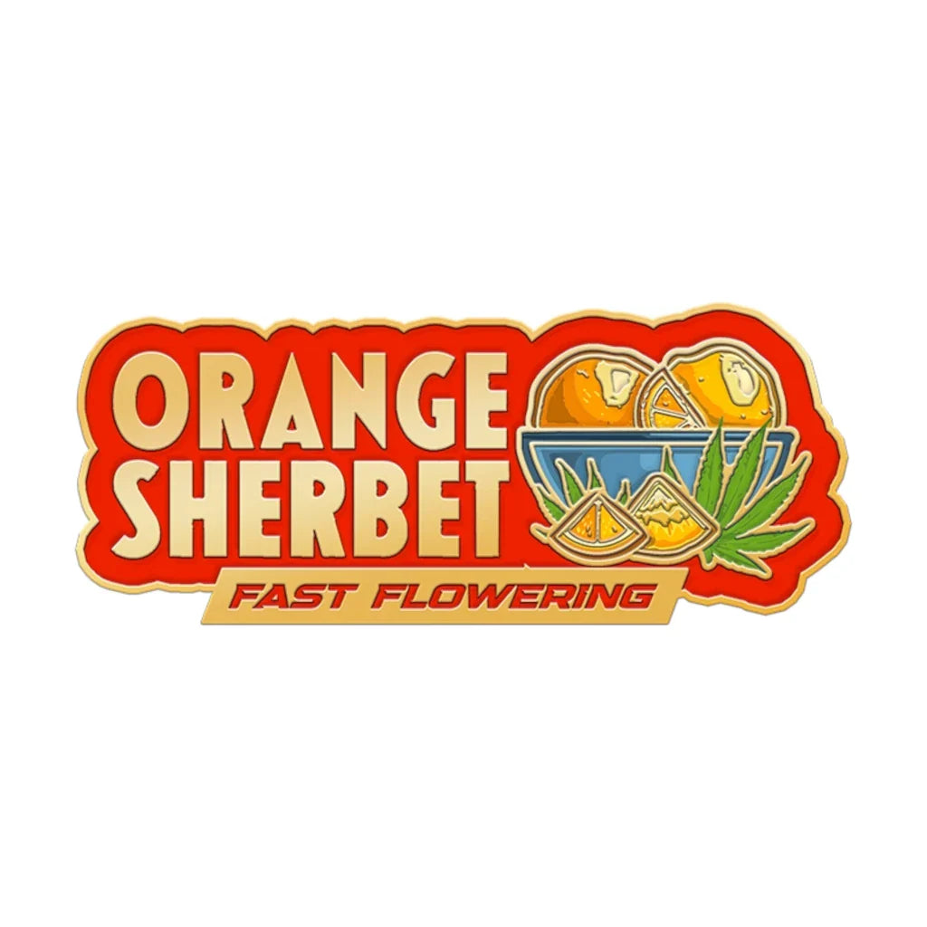 Orange Sherbet Fast Flowering 5 Fotoperiodi
