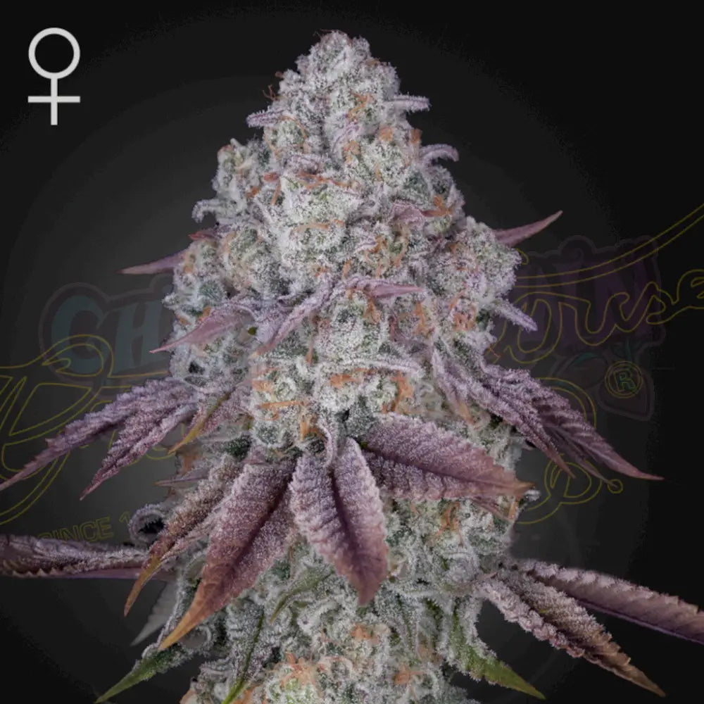 Persian Pie Fotoperiodi