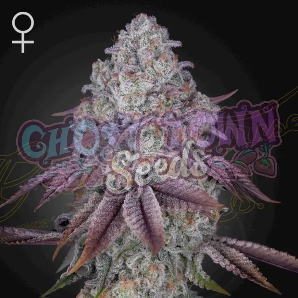 Persian Pie Fotoperiodi