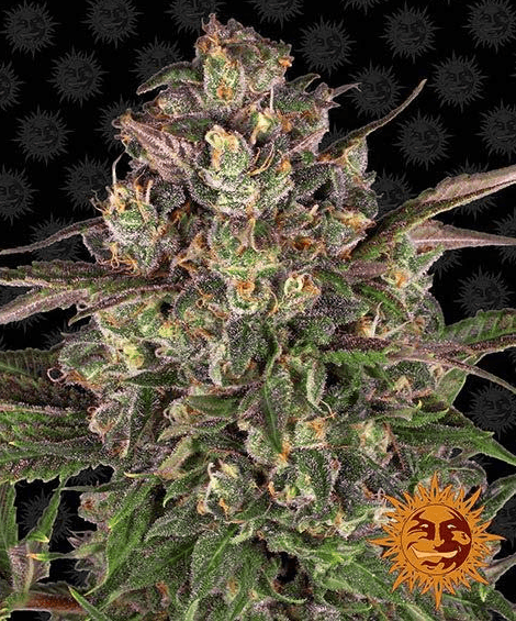 Peyote Critical - Ghost Town Seeds