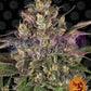 Peyote Critical - Ghost Town Seeds