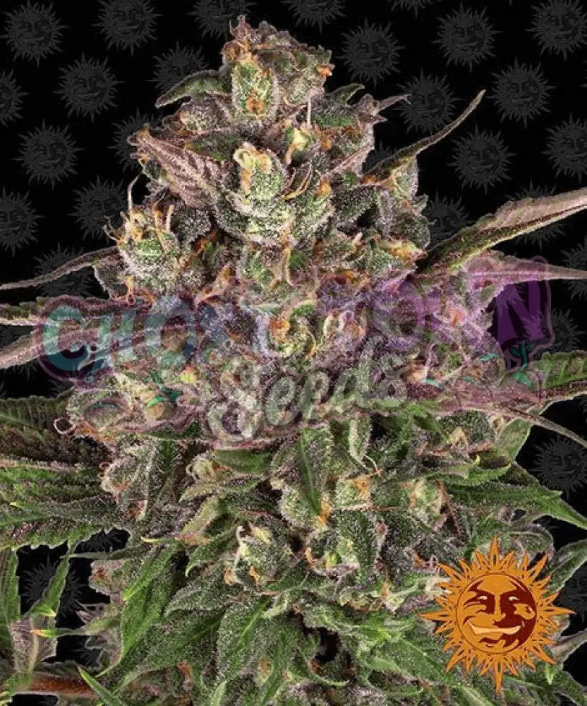 Peyote Critical - Ghost Town Seeds