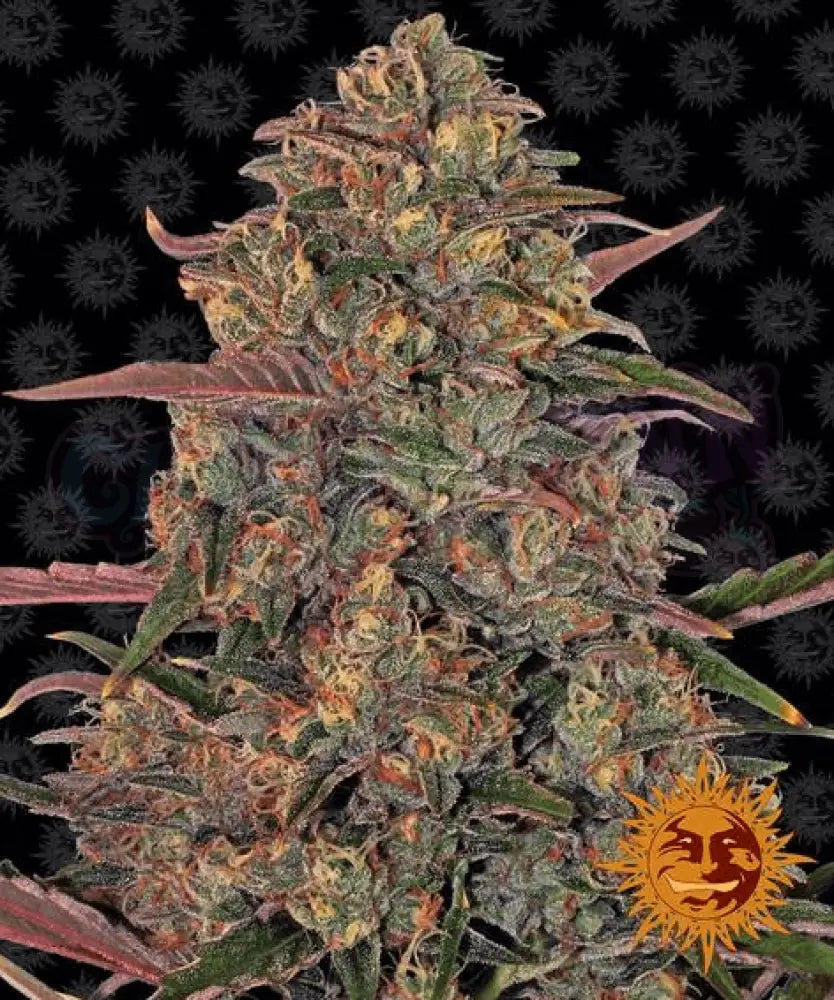 Pineapple Chunk - Ghost Town Seeds