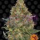 Pineapple Express Auto - Ghost Town Seeds