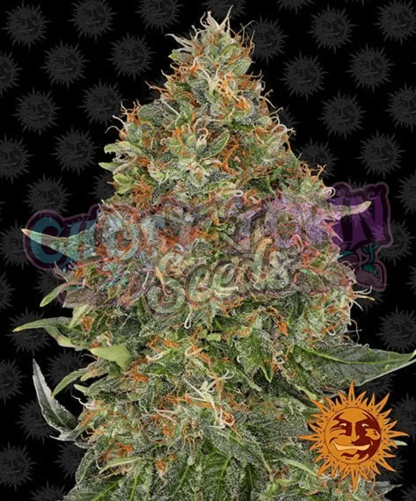 Pineapple Express Auto - Ghost Town Seeds