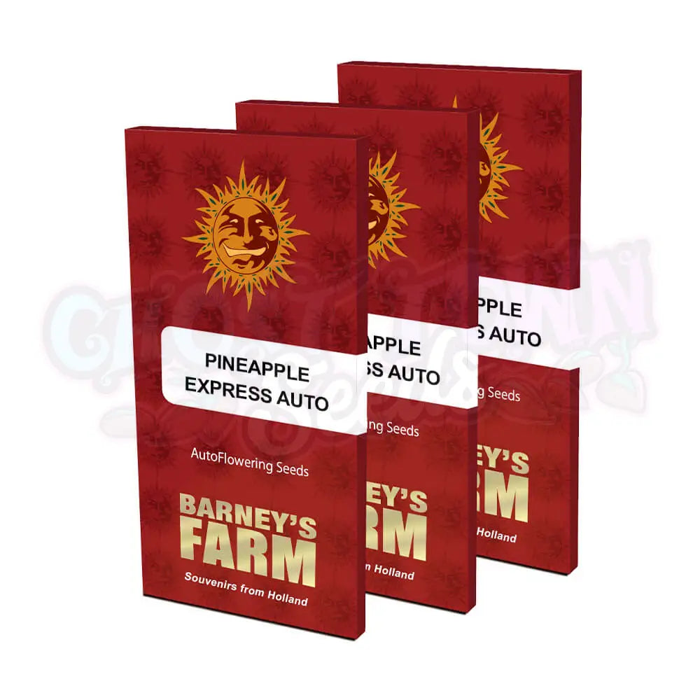 Pineapple Express Auto Kannabiksen Siemenet - Barneys Farm