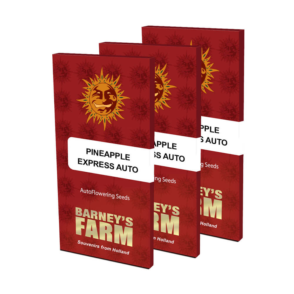 Pineapple Express Auto Kannabiksen Siemenet - Barneys Farm