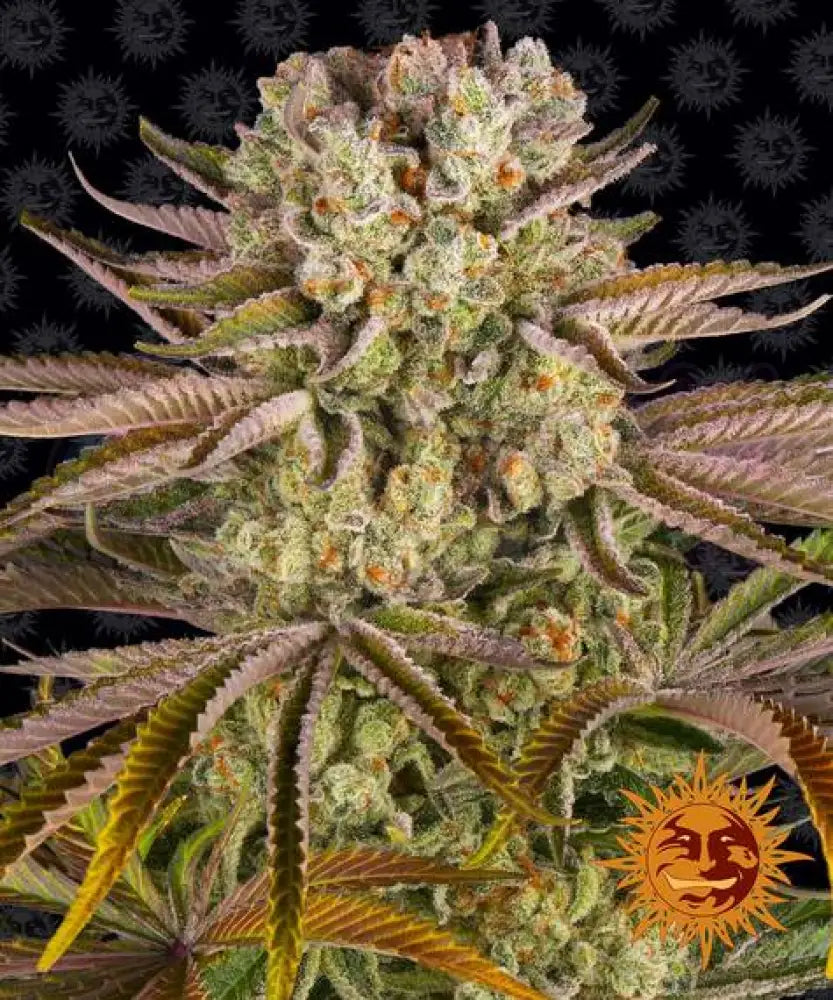 Pineapple Express Fotoperiodi