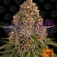 Pink Kush - Ghost Town Seeds