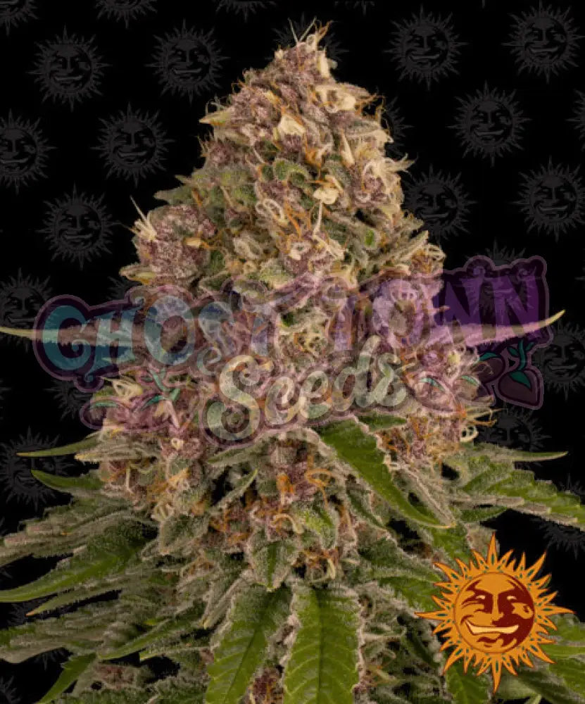 Pink Kush - Ghost Town Seeds