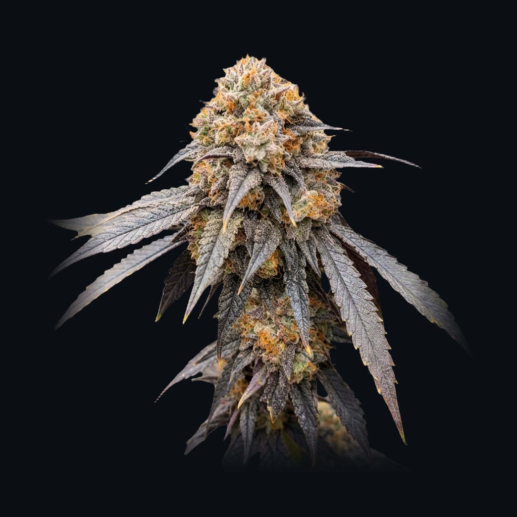 Pink Payton -lajikkeen kuva, Strain Station