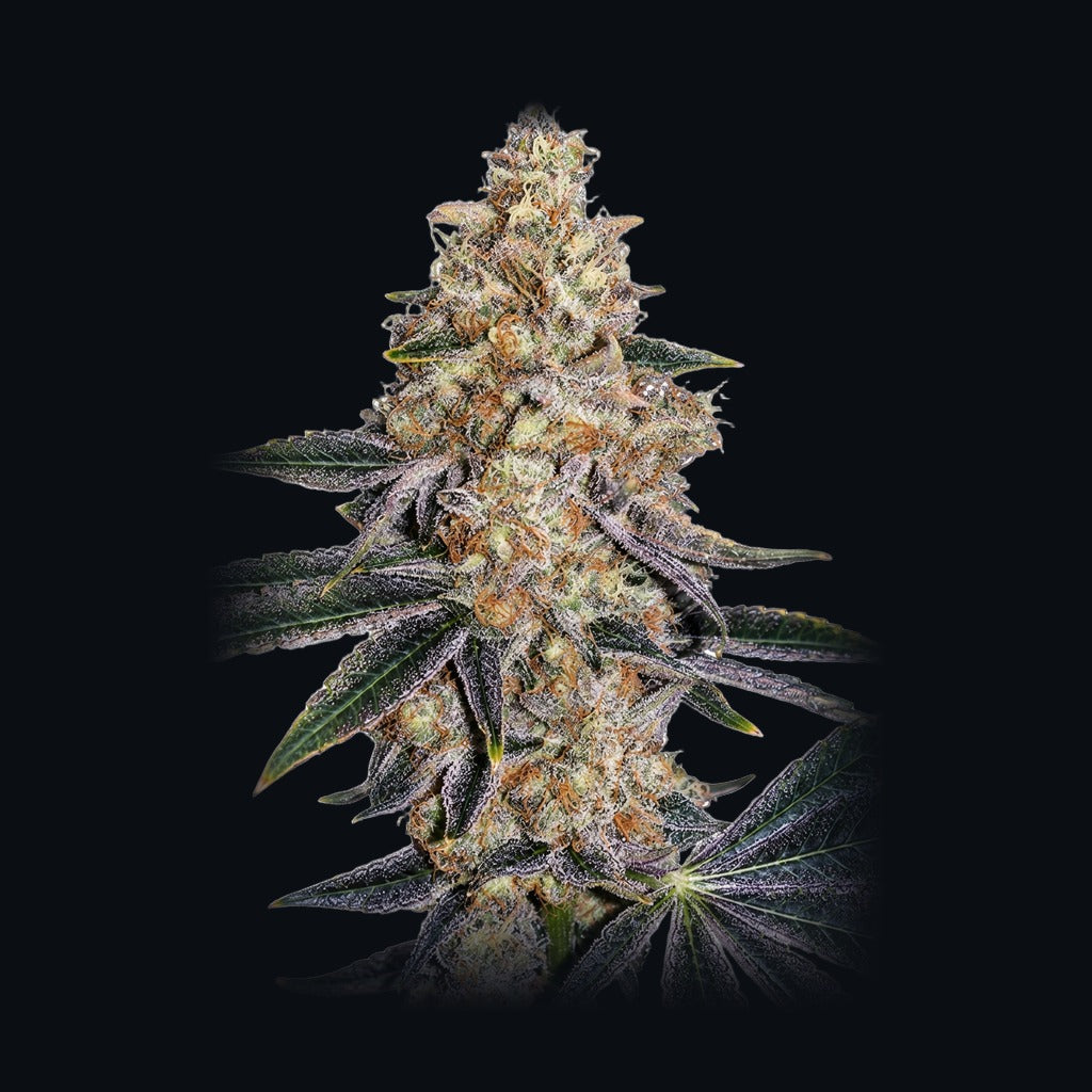 Planet of Grapes -lajikkeen kuva, Strain Station