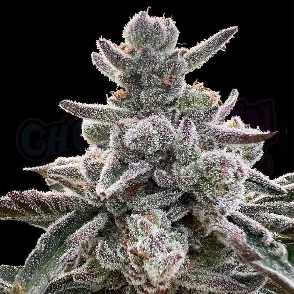 Polar Gelato Fotoperiodi