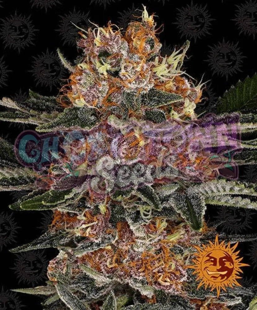 Purple Punch Auto - Ghost Town Seeds