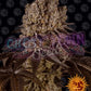 Purple Punch - Ghost Town Seeds