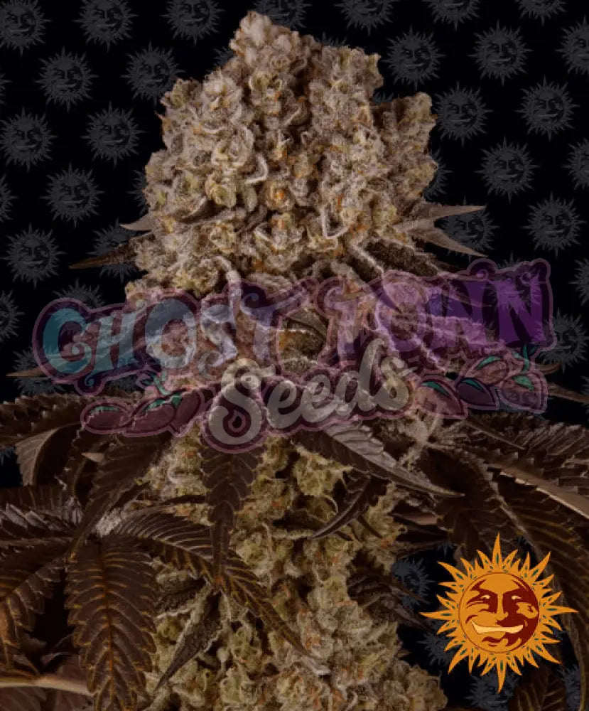 Purple Punch - Ghost Town Seeds