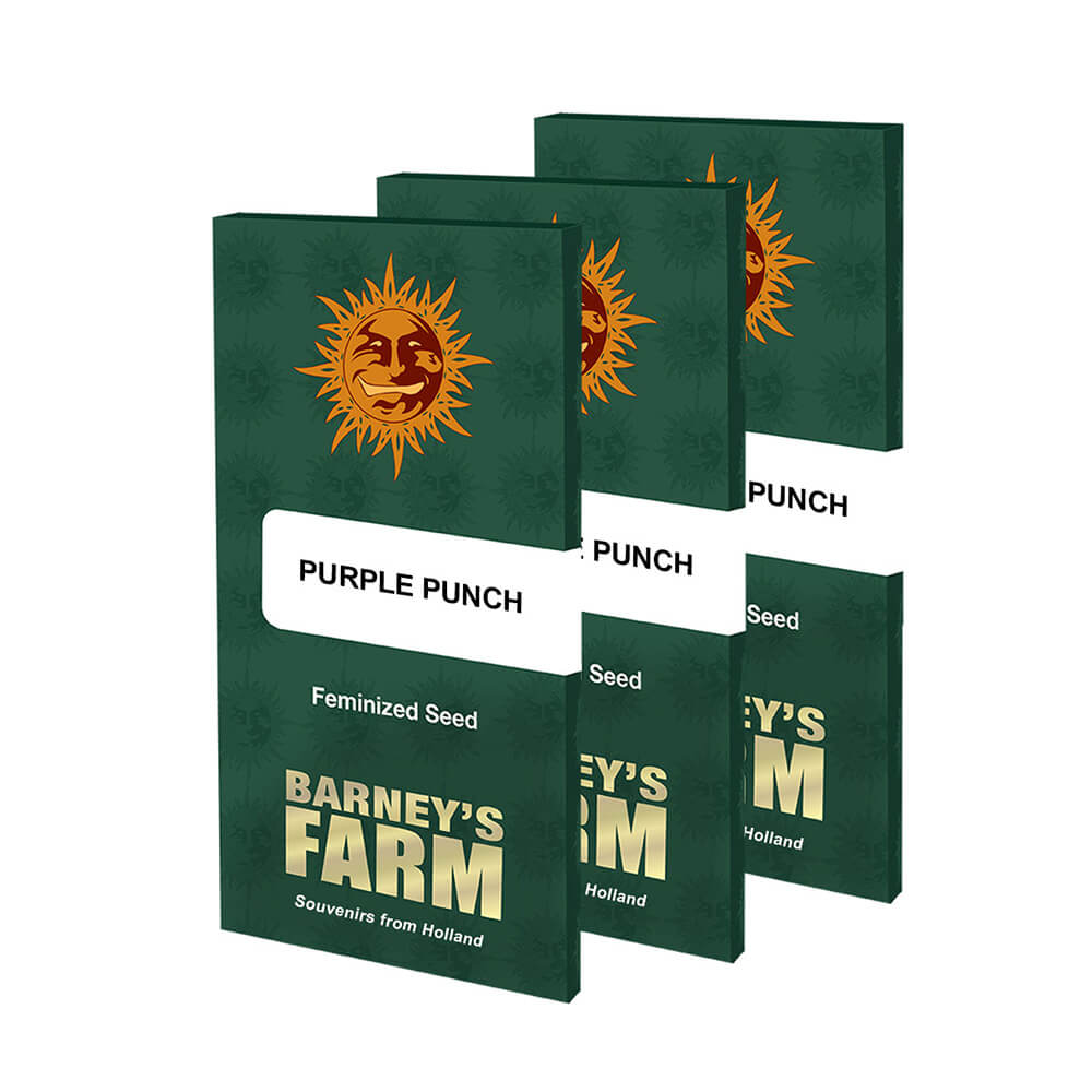 Purple Punch Kannabiksen Siemenet - Barneys Farm