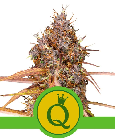 Purple Queen Auto - Ghost Town Seeds