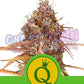 Purple Queen Auto - Ghost Town Seeds