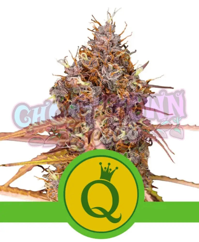 Purple Queen Auto - Ghost Town Seeds