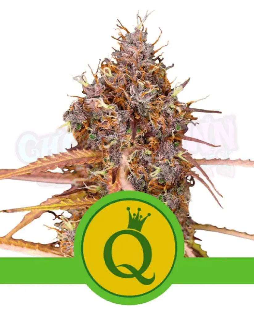 Purple Queen Auto - Ghost Town Seeds