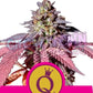 Purple Queen - Ghost Town Seeds