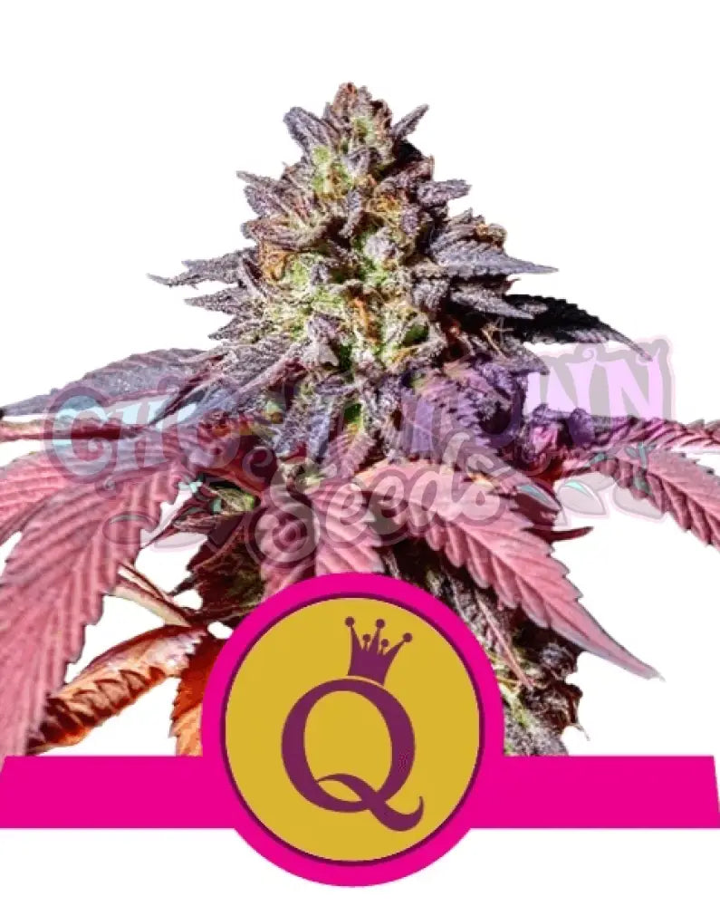 Purple Queen - Ghost Town Seeds