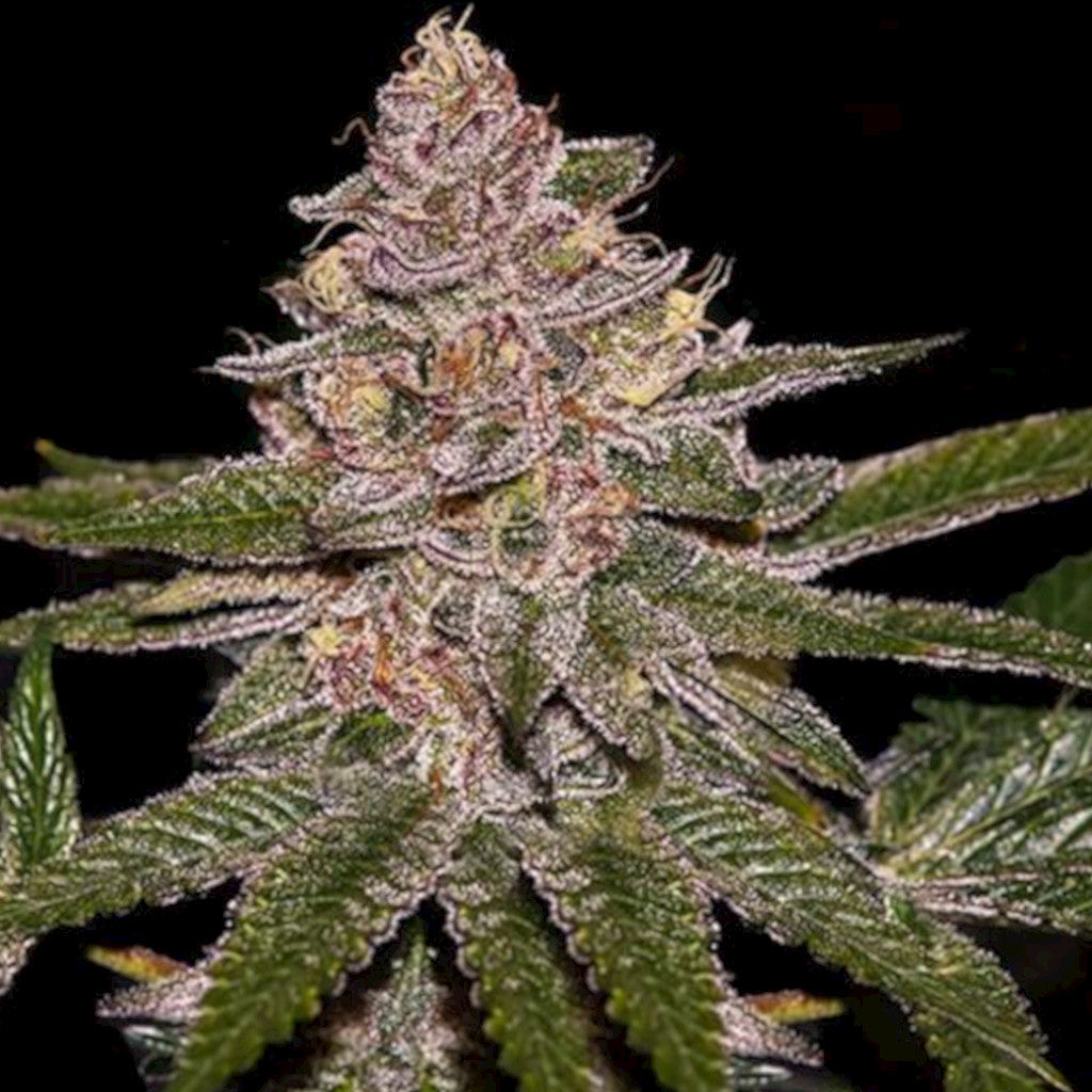 Radical Juice Auto