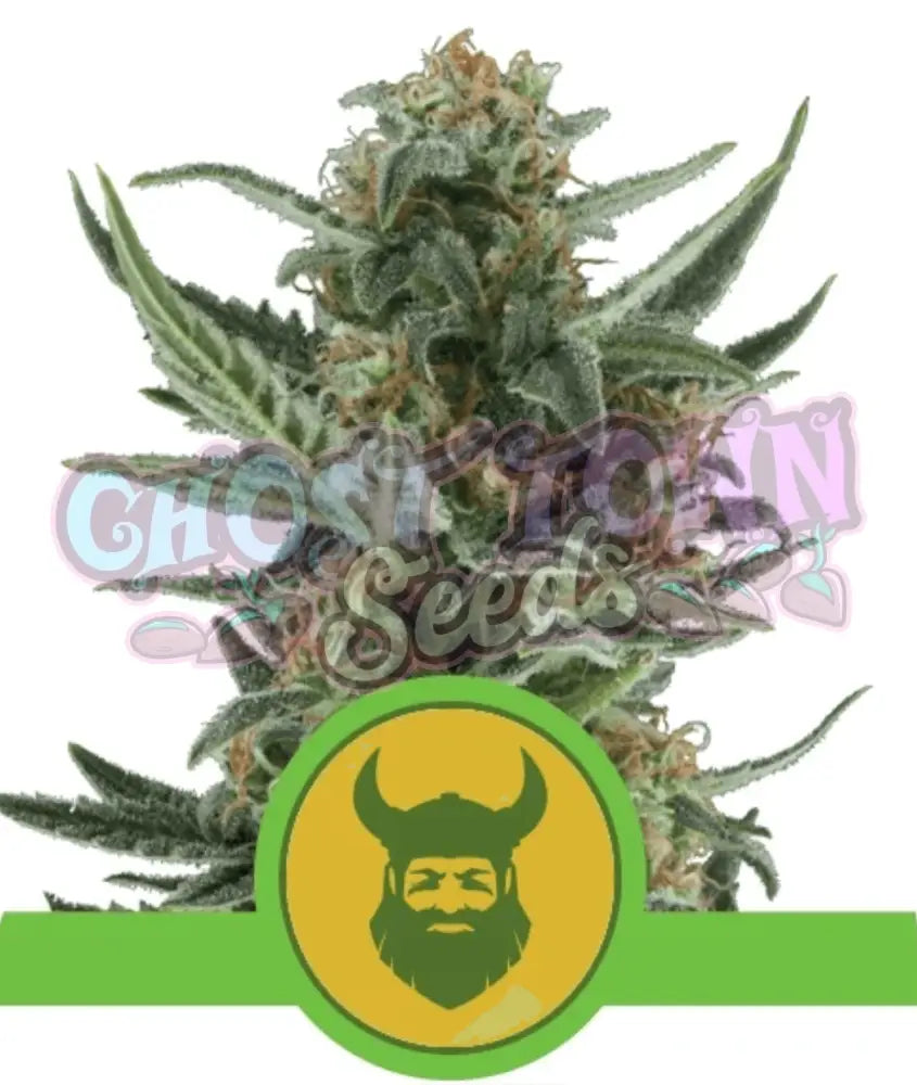 Royal Dwarf Auto - Ghost Town Seeds