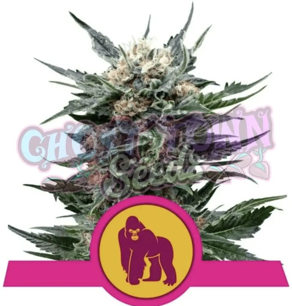 Royal Gorilla - Ghost Town Seeds