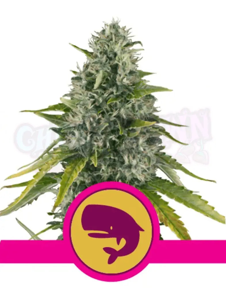 Royal Moby - Ghost Town Seeds