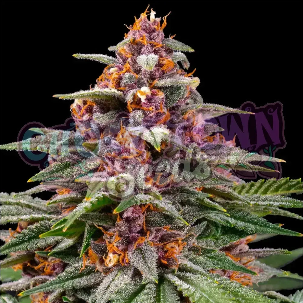 Runtz Auto Autoflower