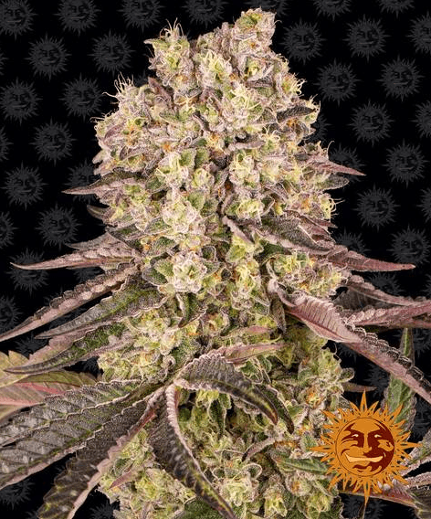 Runtz Muffin - Ghost Town Seeds