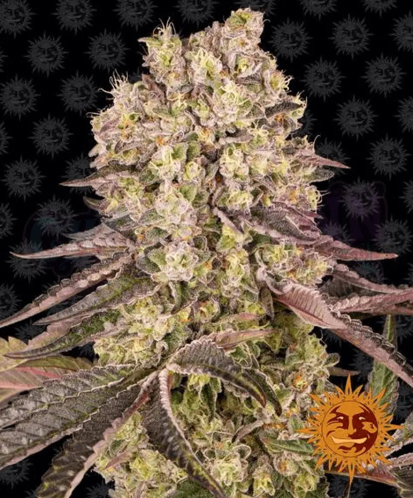 Runtz Muffin - Ghost Town Seeds