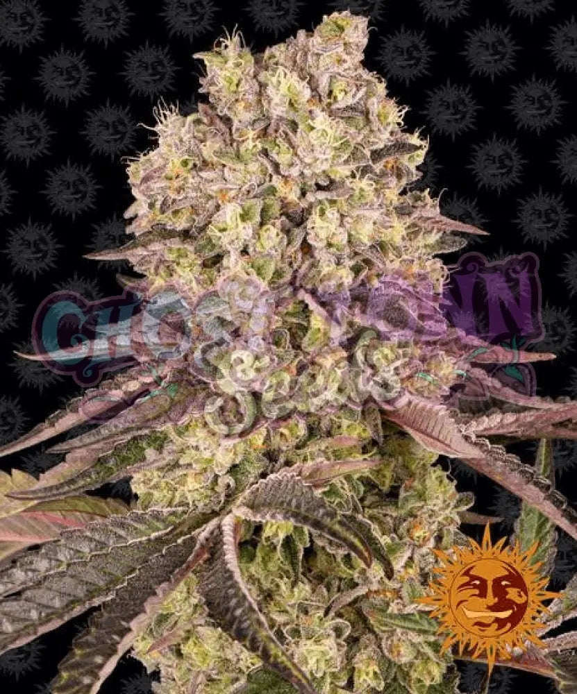 Runtz Muffin - Ghost Town Seeds