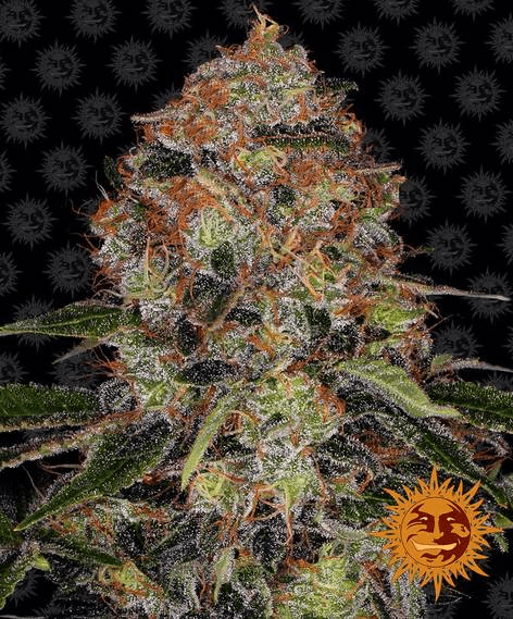 Shiskaberry - Ghost Town Seeds