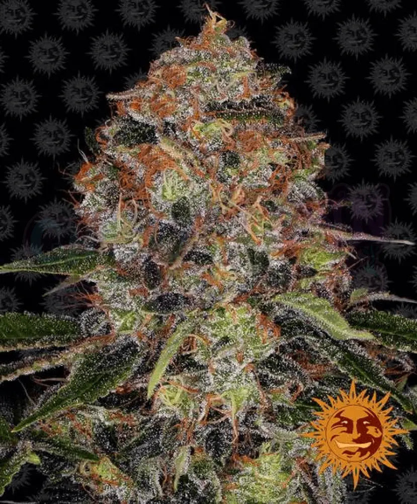 Shiskaberry - Ghost Town Seeds