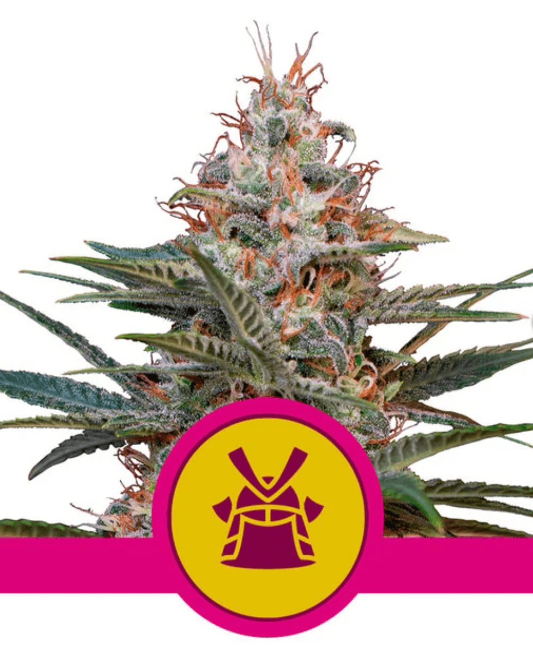 Shogun - Ghost Town Seeds