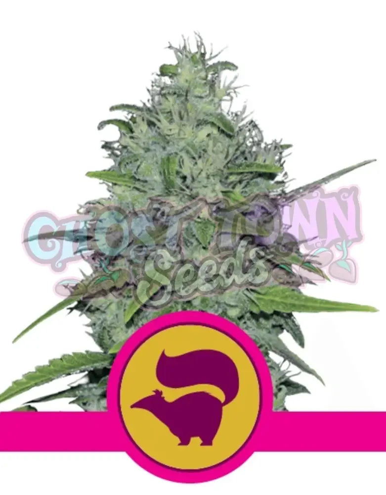 Skunk XL - Ghost Town Seeds