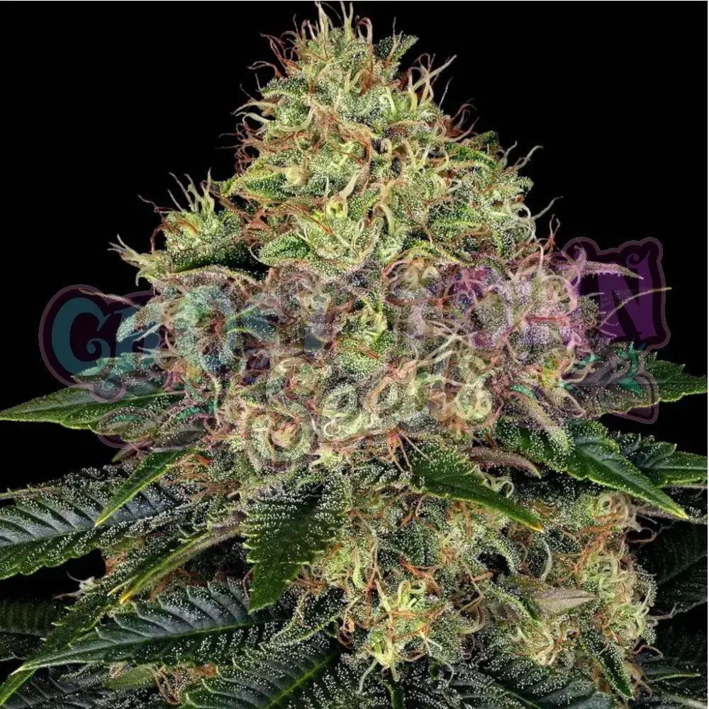 Skywalker OG Auto Autoflower
