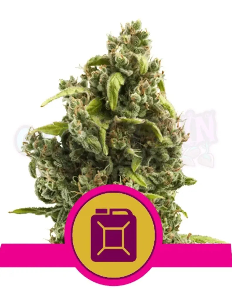 Sour Diesel - Ghost Town Seeds