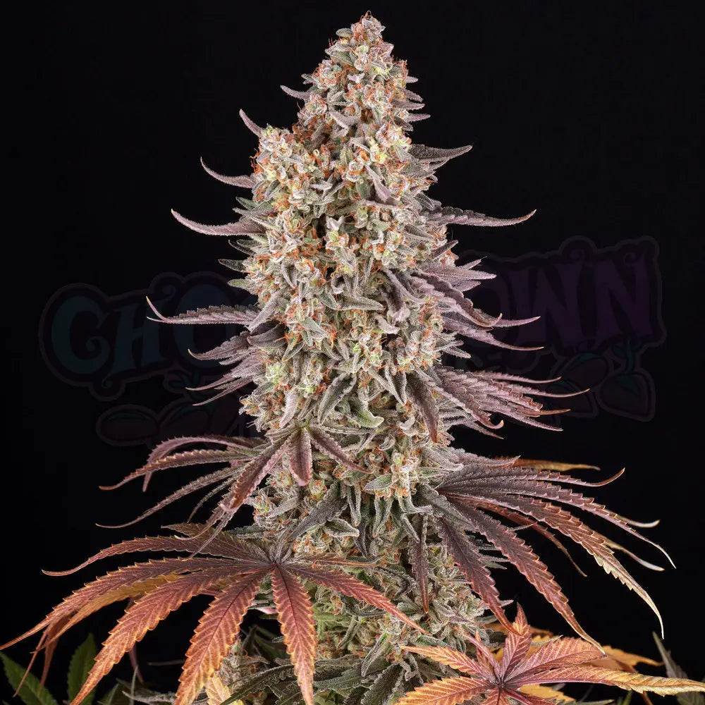 Sour Strawberry Fotoperiodi