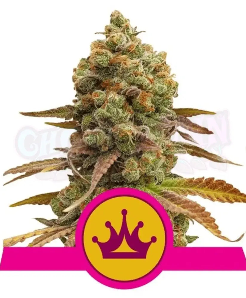 Special Queen #1 - Ghost Town Seeds