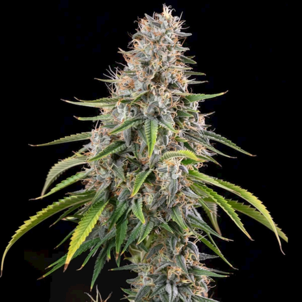 Sticky Queen