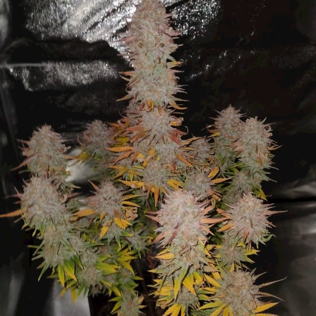 Sticky Gorilla #4 Fotoperiodi
