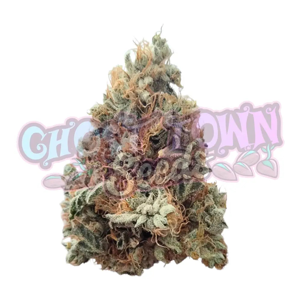 Strain Station Wizard Haze 1 CBD Kukka