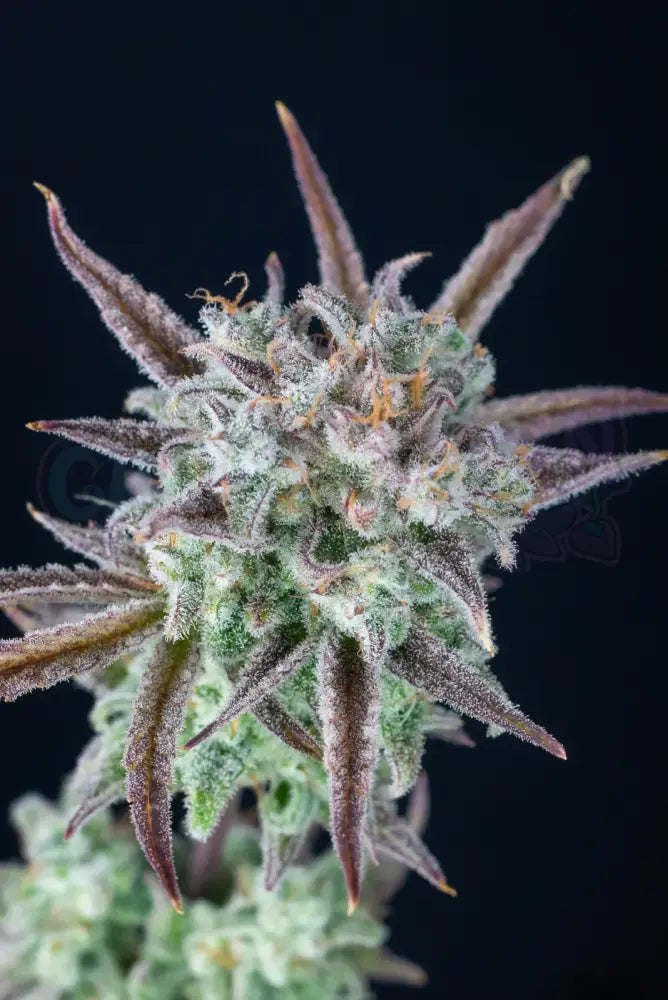 Strawberry Banana Auto Autoflower