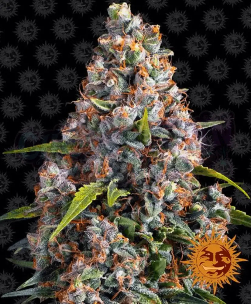 Strawberry Cheesecake Auto - Ghost Town Seeds