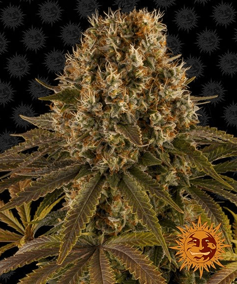 Strawberry Lemonade - Ghost Town Seeds