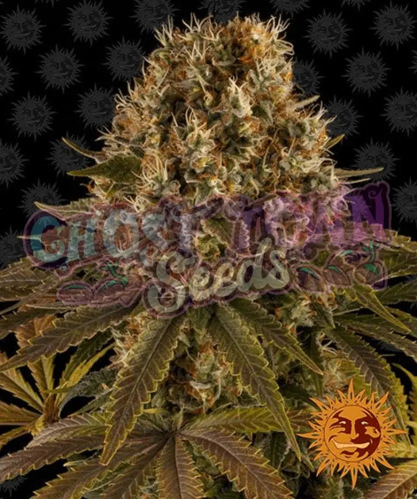 Strawberry Lemonade - Ghost Town Seeds